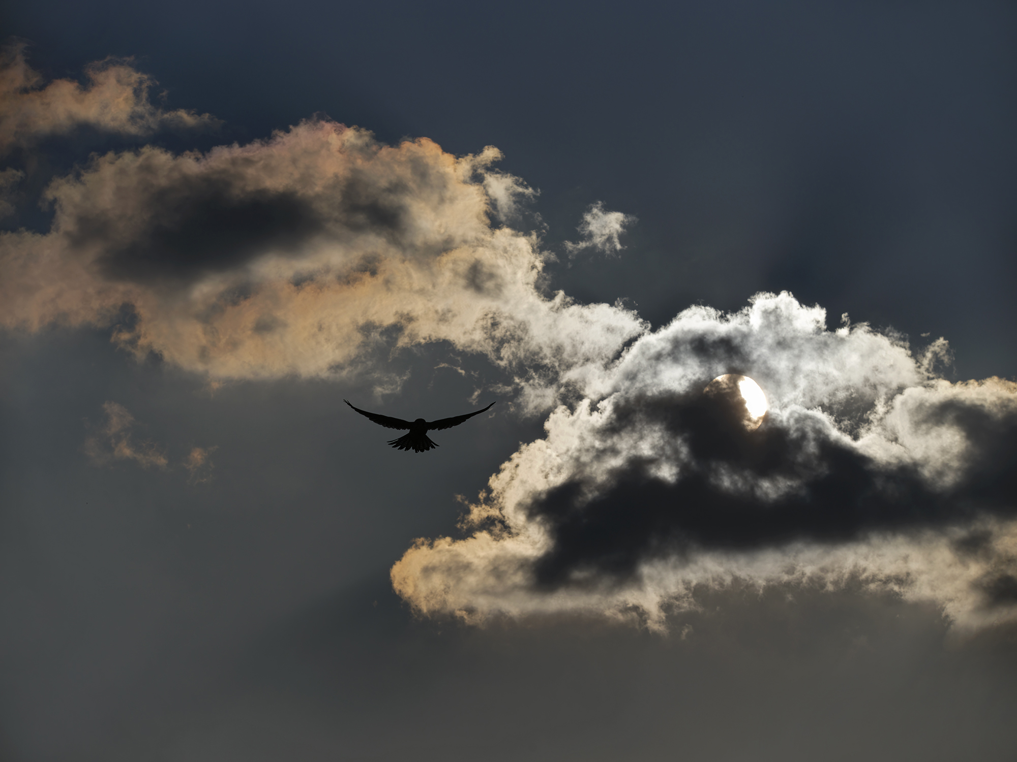 Falke und Wolke